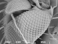 Fruit fly eye imaged with a scanning electron microscope