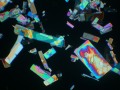 Estradiol crystals imaged with a PLM
