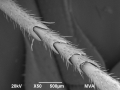 Cockroach leg imaged with a scanning electron microscope
