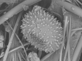 Pollen imaged with an SEM