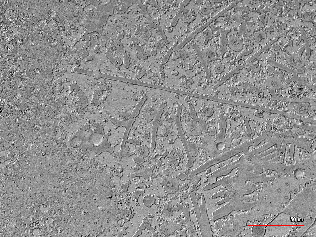 Figure 3: This is an image, taken by a laser scanning confocal microscope, of the same area imaged by the SEM (Figure 2). This image shows better contrast and surface topography compared to the SEM image.